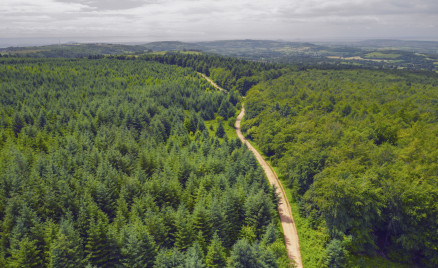About the Forestry England Board