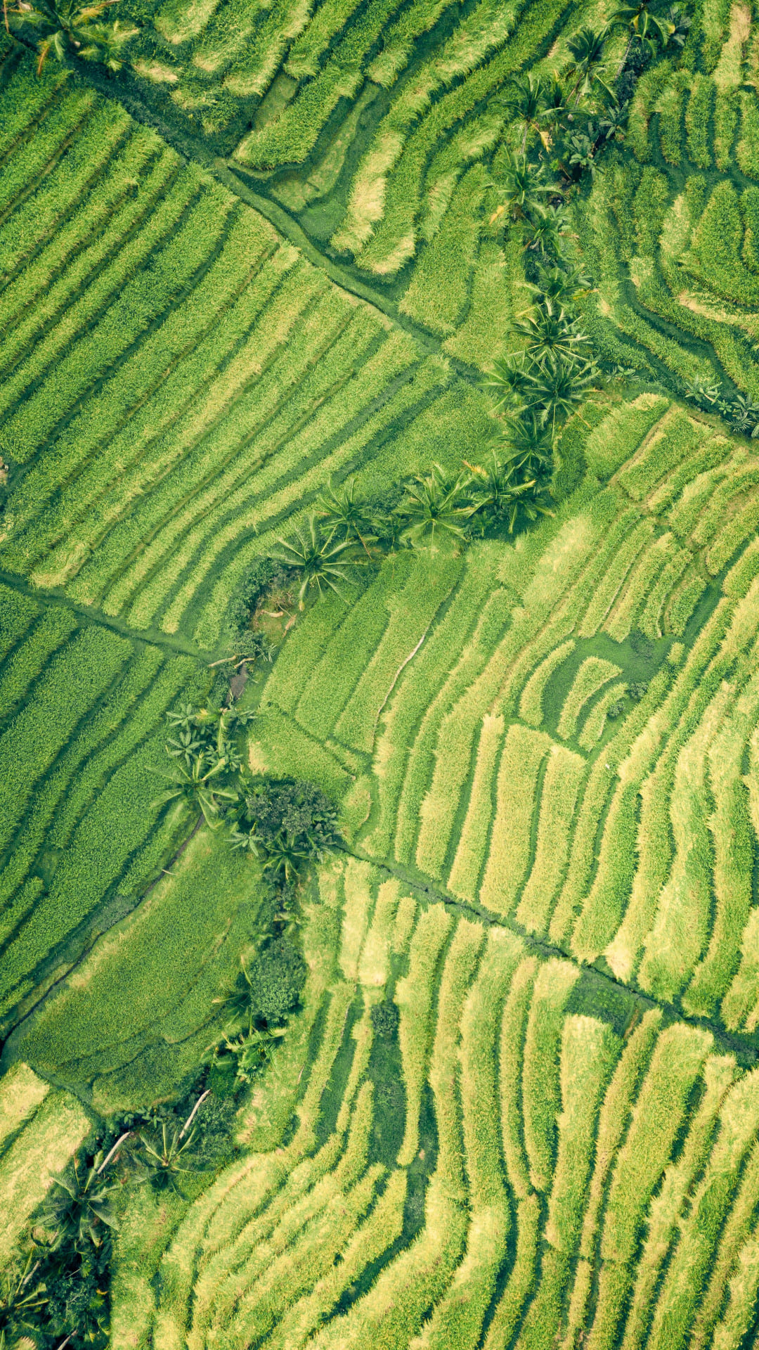 nature drone shot